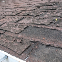 Failure Of Asphalt Shingles Allowing Roof Leakage